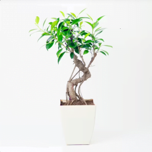 Bonsai Plant