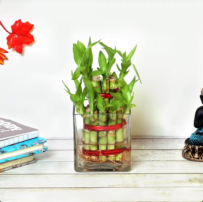 Beautiful 2 Layer Lucky Bamboo Plant Beautiful 2 Layer Lucky Bamboo Plant 549