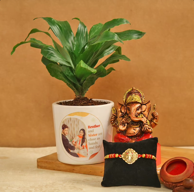 Dracena Ganesha Rakhi Plant 799 Dracena Ganesha Rakhi Plant