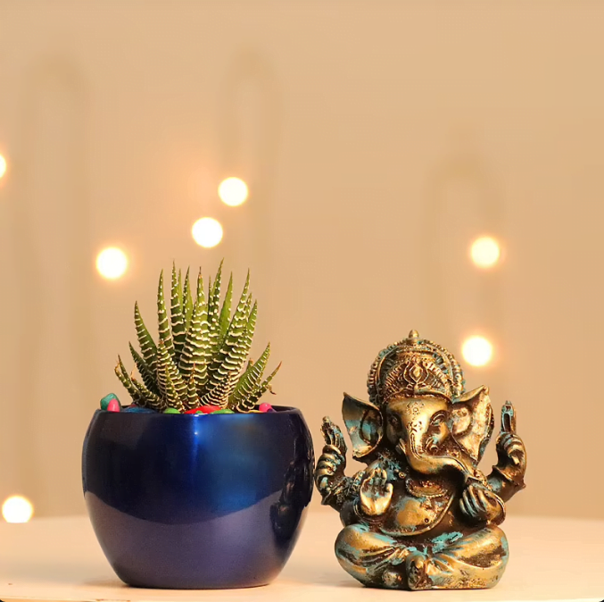 Haworthia Ganesh Combo 899 Haworthia Ganesh Combo 899