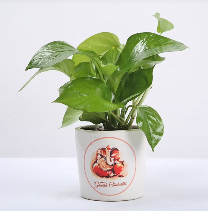 Promising Money Plant 549 Promising Money Plant 549