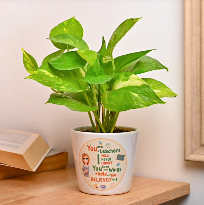 Shikshak Money Plant Untitledq12 1