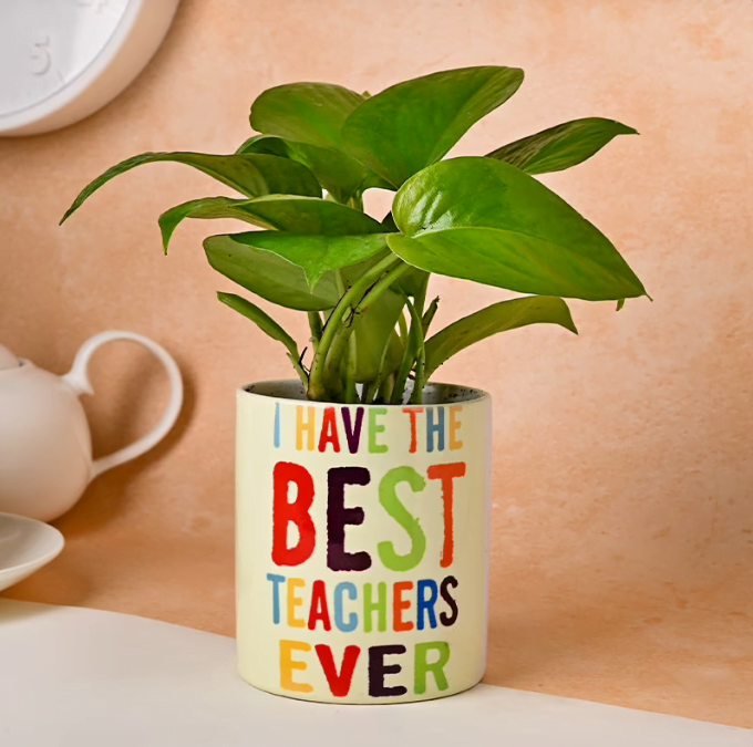 Teachers Special Money Plant Untitledq8