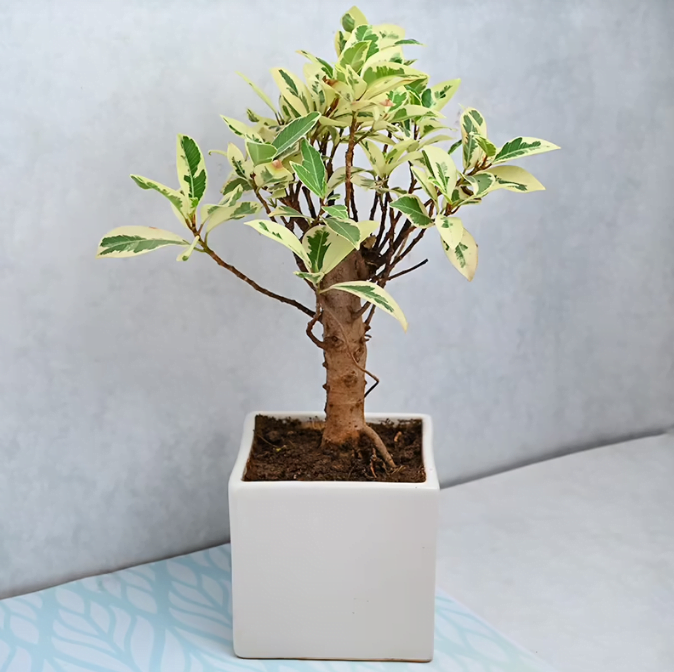 Timeless Ficus Safari Untitledr104