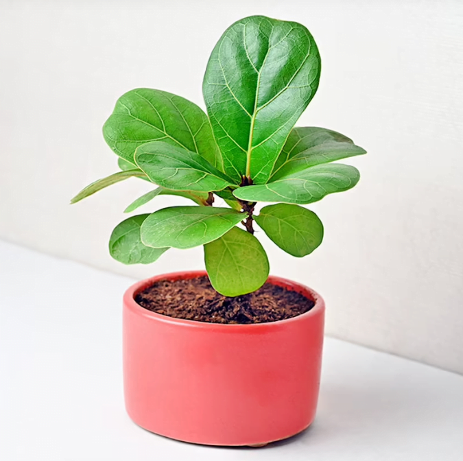 Greeny Fiddle Leaf Fig Untitledr105