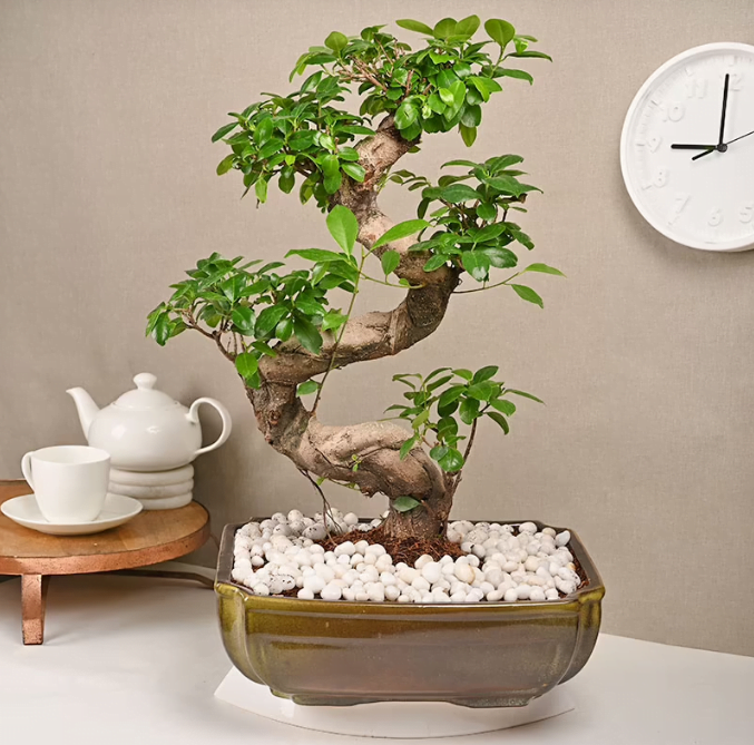 Antique Ficus Shaped Bonsai Untitledr107
