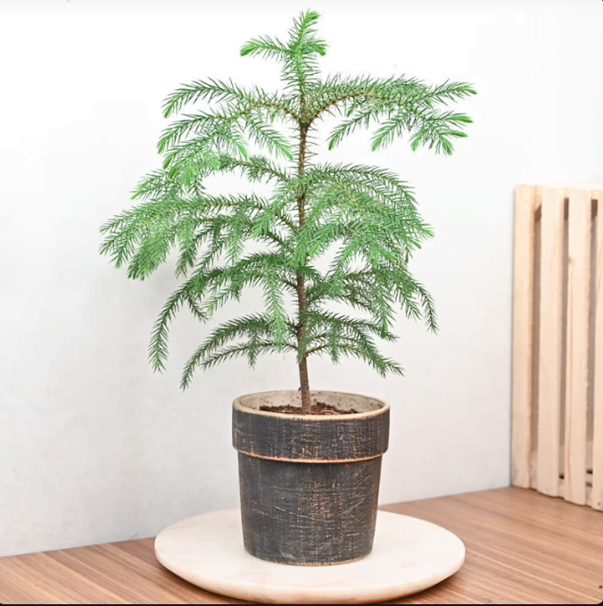 Joyous Christmas araucaria Plant Untitledr112