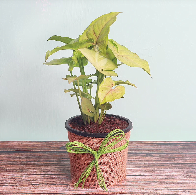 Syngonium Plant Untitledr115 1