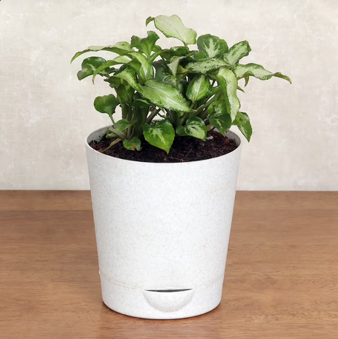 Syngonium Plant Untitledr117