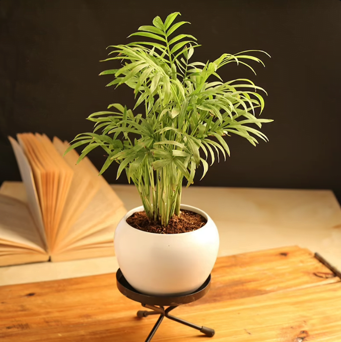 Charming Chamaedorea Palm Plant Untitledr15