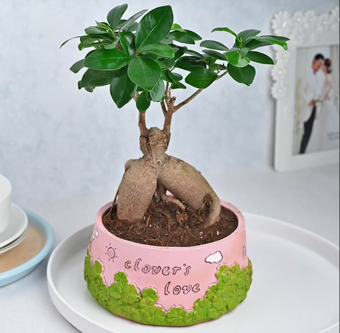 Plant Type:Air PurifyingPlant Height:6 Inches Approx Plant Location:IndoorVase Name:Pink Love Pot Vase Height:3 Inches ApproxVase Material: Ceremic Untitledr16