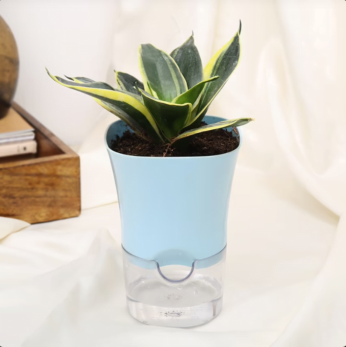 Serene Sansevieria Lotus Milt Untitledr17