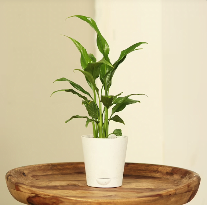 Refreshing Peace Lily Plant Untitledr2