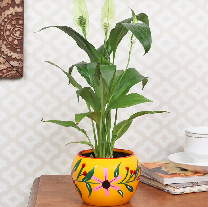 Peacelily Plant Untitledr21