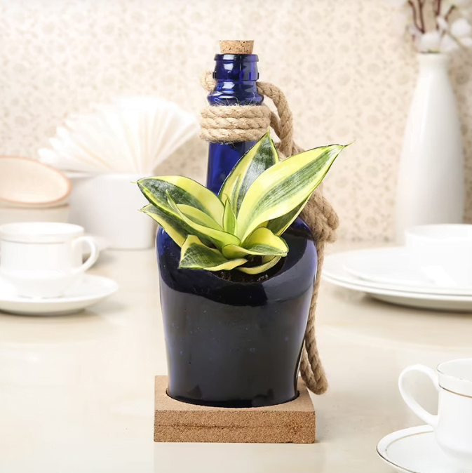 Sansevieria Lotus In A Bottle Untitledr27