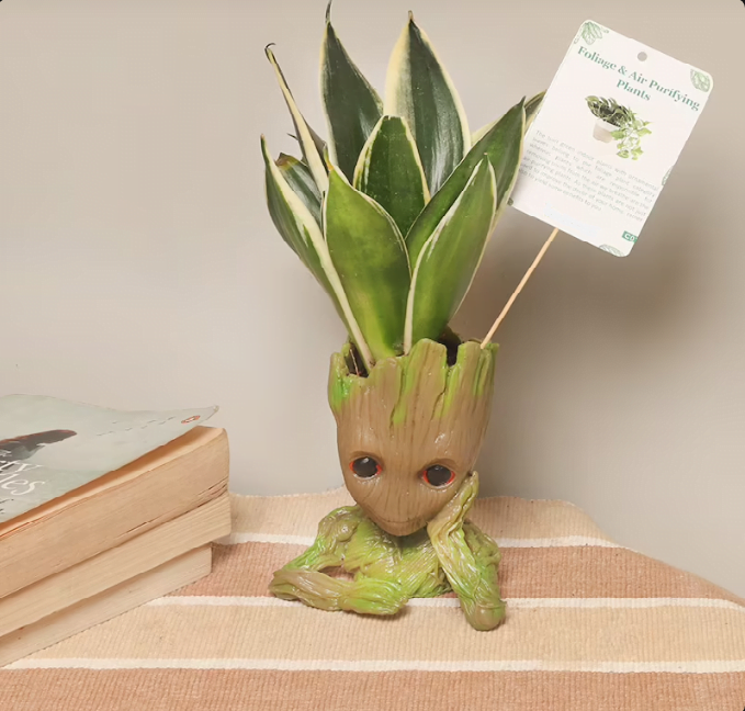 Groot Sansevieria Plant Untitledr3 1