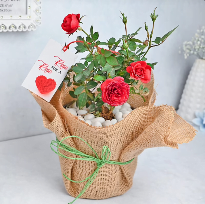 Blooming Rose Plant Untitledr32