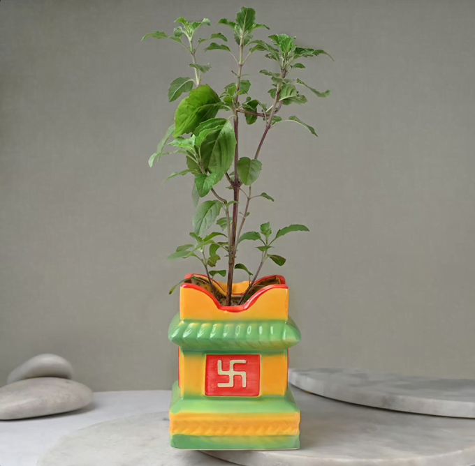 Moms Special Tulsi Plant Untitledr33