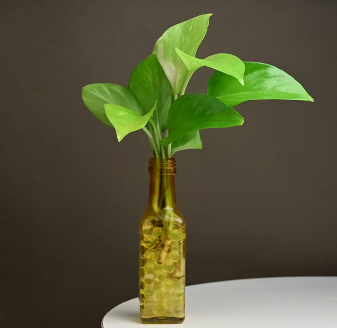 Good Luck Mommy Plant Untitledr39