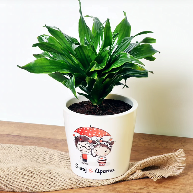 Personalised Couple Dracaena Untitledr4