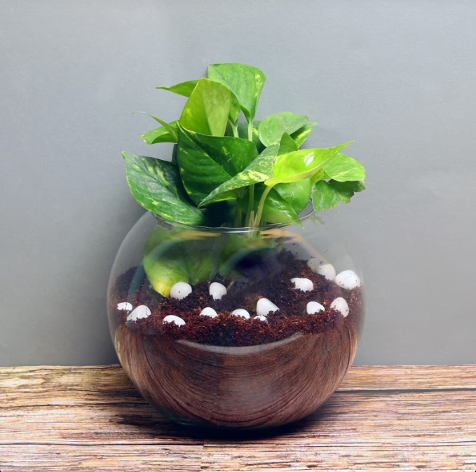 Charming Mystic Money Plant 1 Untitledr41