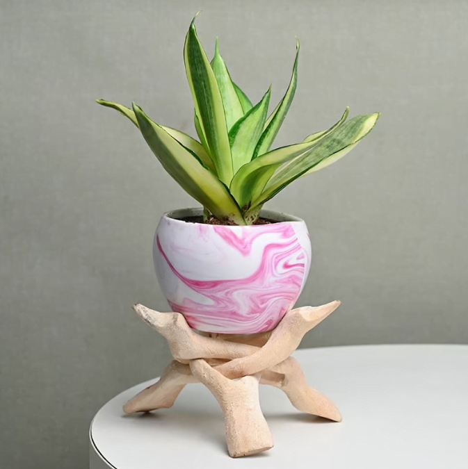 Milt Sansevieria Pink Mode Untitledr44