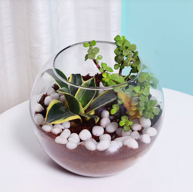 MILT and Jade Plant Terrarium Untitledr45