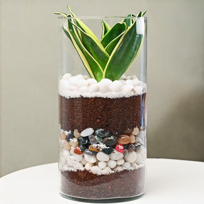 Wishful N Evergreen Milt Sansevieria Untitledr46