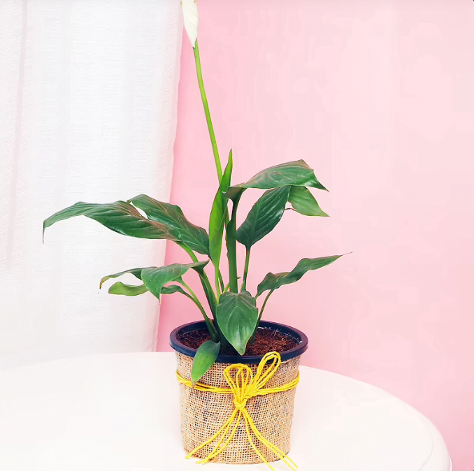 Sophisticated Peace Lily Plant Untitledr47