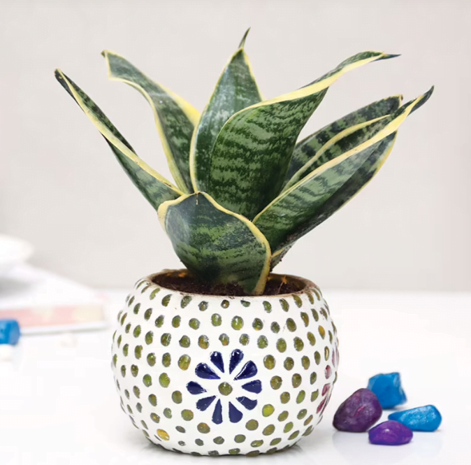 Ethnic Sansevieria Milt Plant Untitledr51