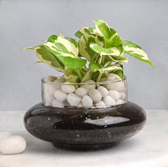 Pothos Pebbles N Glass Vase Combo Untitledr54