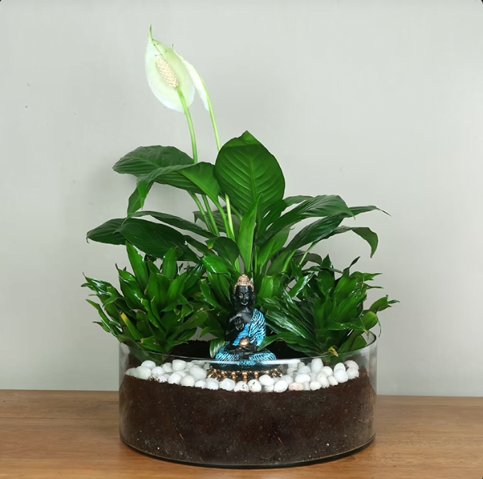 Dracena Peace Buddha World Untitledr55