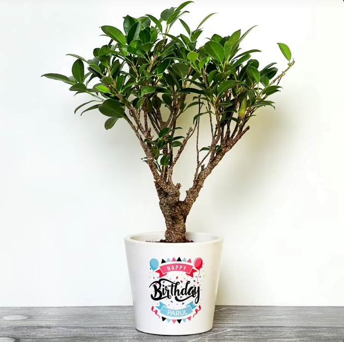 Personalised Birthday Bonsai Untitledr58