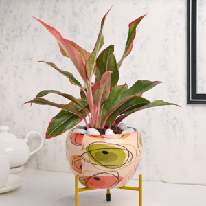 Meerut Florist, Florist in Meerut, Send Flowers to Meerut 38 Untitledr60