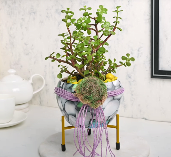 Jade Plant In A White Planter Untitledr68
