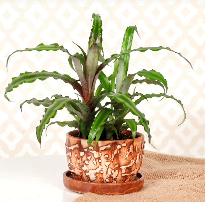Cryptanthus Plant Untitledr69