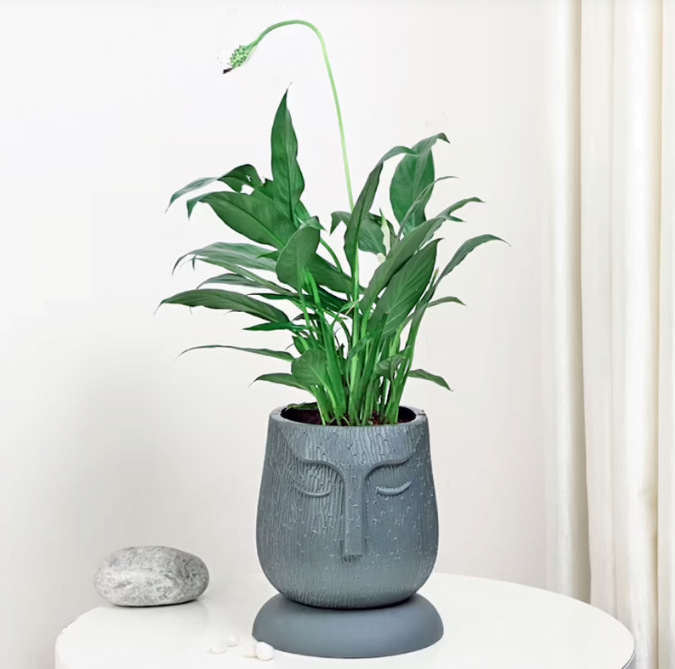 The Face Peace Lily Untitledr7