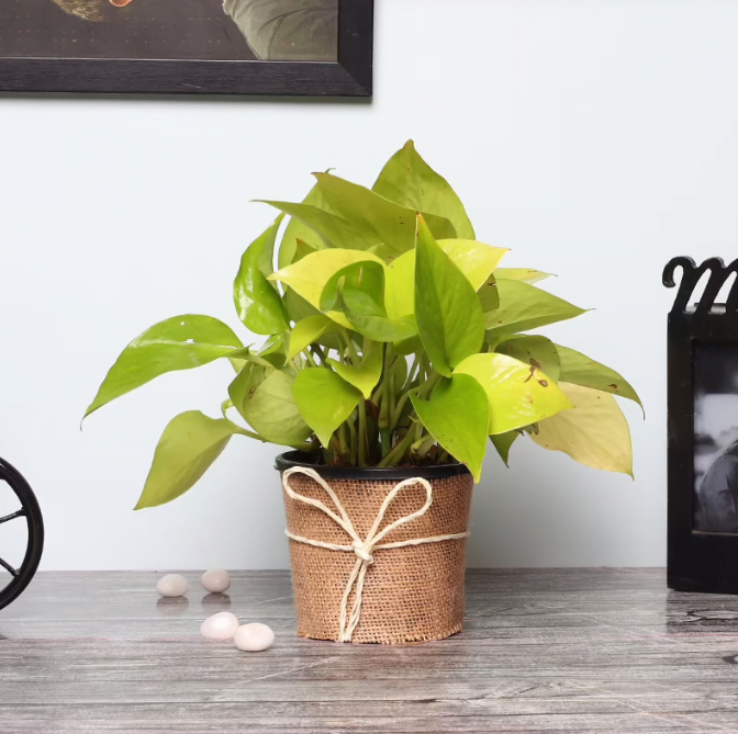 Fascinating Money Plant Untitledr73