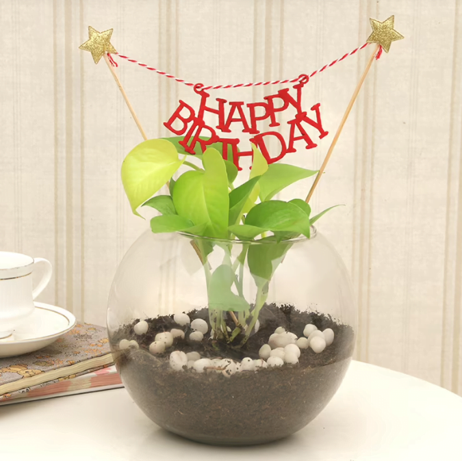 Birthday Money Plant Untitledr74