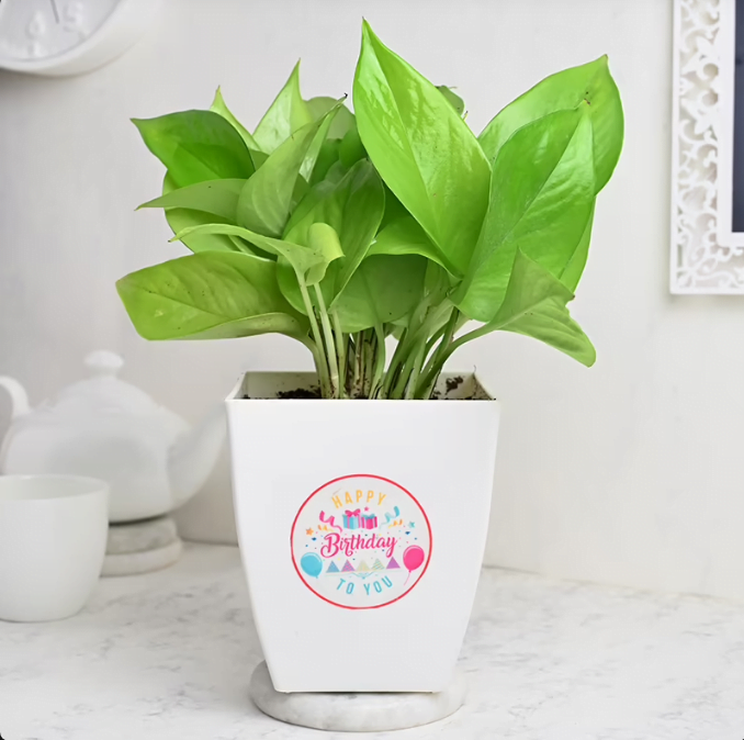 Lucky Birthday Plant Untitledr78