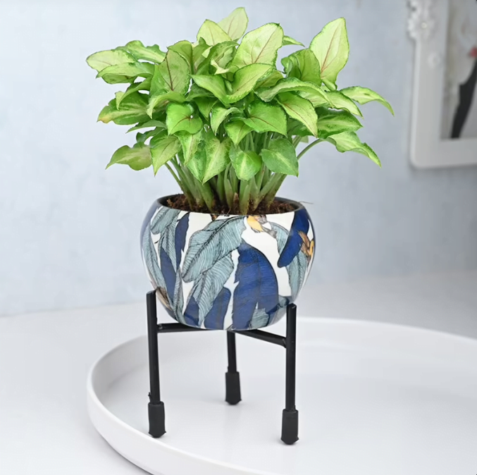Air Purifying Syngonium Plant Untitledr8