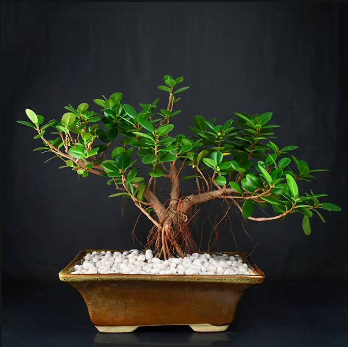Untitledr92Picturesque Ficus Iceland Oldroots Untitledr92