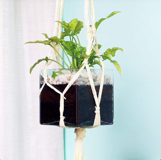 Hanging Syngonium Plant Untitledr93