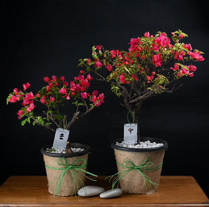 Blooming Bougainvillea Plant Untitledr95