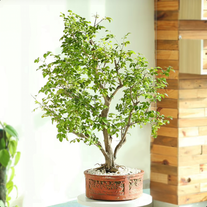 Flowery Murraya Bonsai Untitledr96