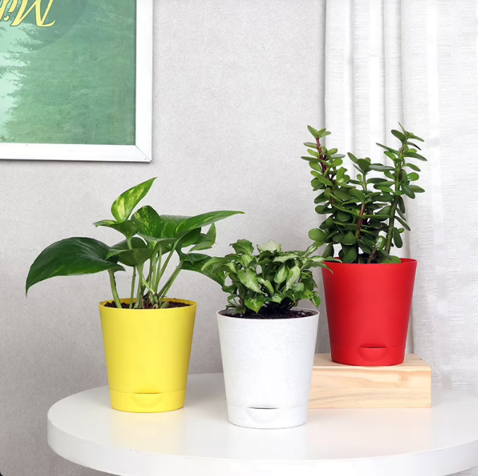 3 Plant Combo Untitledr98
