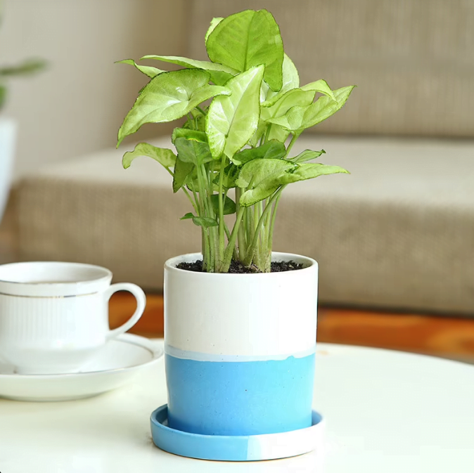Green Syngonium Plant Untitleds1