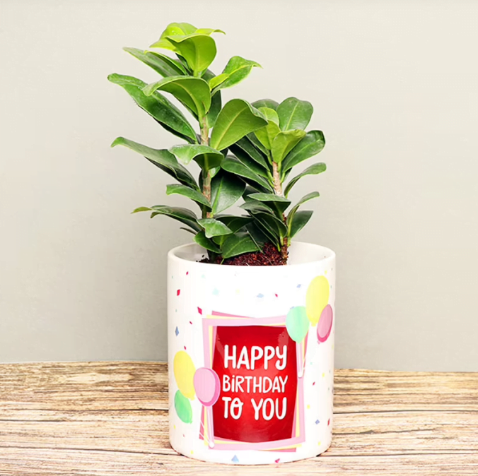 Heart Touching Ficus Compacta Plant Untitleds6