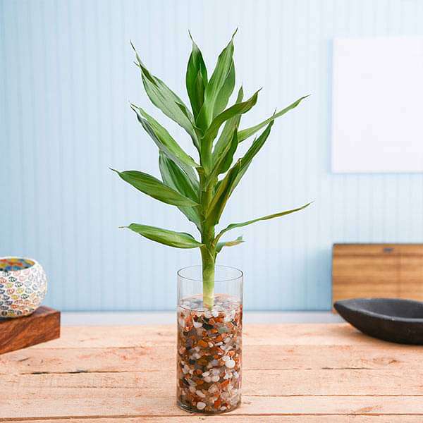 30 cm Lotus Lucky Bamboo Plant in a Glass Vase with Pebbles pot16