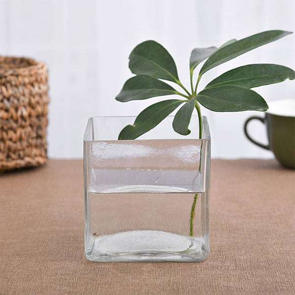 4 Inch (10 cm) Square Glass Vase pot3